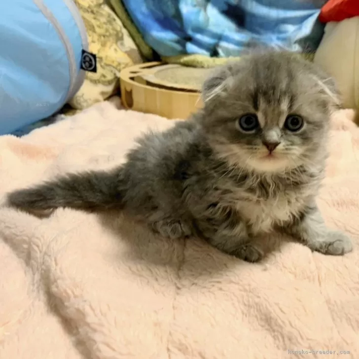 ID：2406-01750の子猫