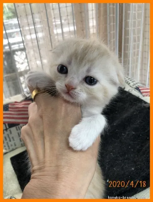 ID：2004-01413の子猫