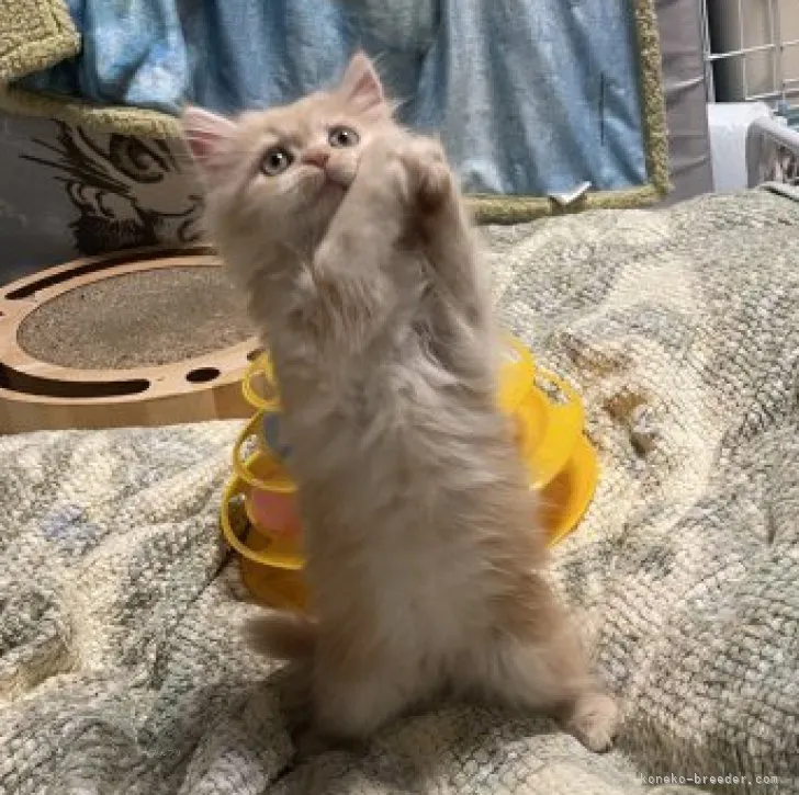 ID:2311-00974の子猫