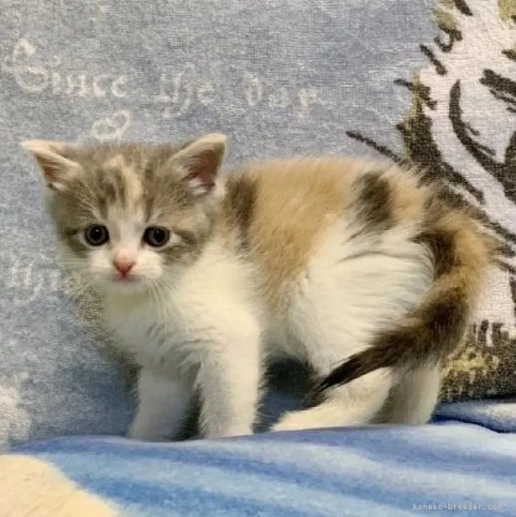 ID：2209-02521の子猫