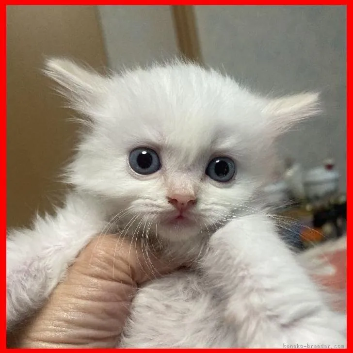 ID:2207-02927の子猫
