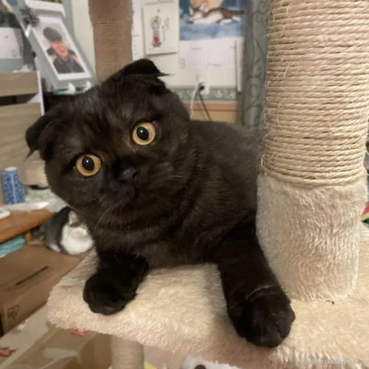 ID：2207-02179の子猫