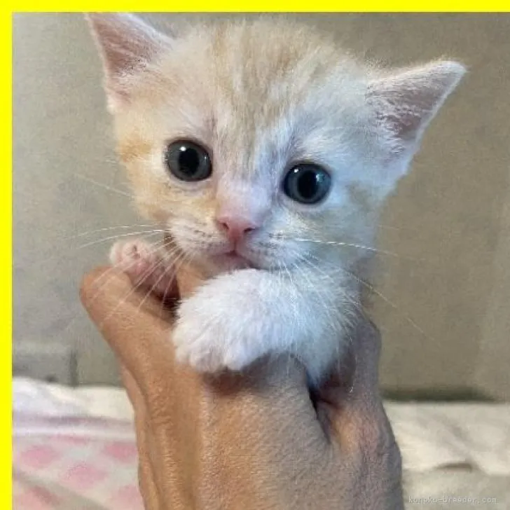 ID：2207-02932の子猫