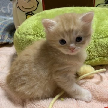 ミヌエット(長足)【千葉県・男の子・2024年6月27日・クリームタビー】の写真「とっても可愛い子です」
