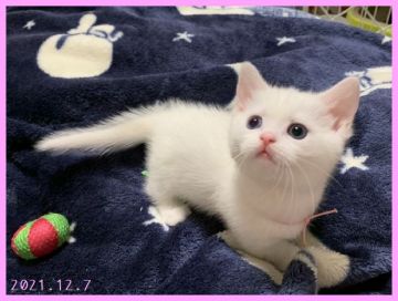 マンチカン(短足)【千葉県・女の子・2021年10月19日・ホワイト（ショート）】の写真「とってもかわいいまっしろ女の子ちゃん」