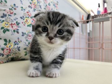 マンチカン(短足)【千葉県・男の子・2021年3月22日・シルバータビー&ホワイト（ショート）】の写真「折れ耳のかわいこちゃん」