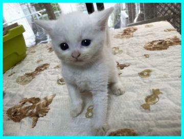 マンチカン(長足)【千葉県・男の子・2021年8月2日・クリームポイント（ショート）】の写真「と～ってもかわいいお顔のぼくちゃん」
