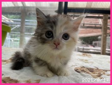 マンチカン(長足)【千葉県・女の子・2021年7月22日・ダイリュートキャリコ（ロング）】の写真「とってもかわいい女の子9/20まで特別価格」