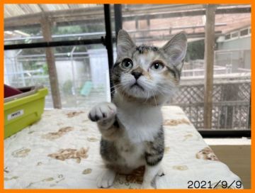 マンチカン(長足)【千葉県・女の子・2021年5月16日・キャリコ（ショート）】の写真「遊ぶの大好き人懐こい女の子。遺伝子検査済みで安心」