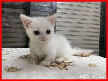 ミヌエット【千葉県・男の子・2021年7月18日・ホワイト（ショート）】の写真「短足のぼくちゃんとっても小さくてかわいいの」