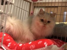 ミヌエット【・男の子・2020年12月1日・ホワイト&レッドポイント】