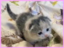 マンチカン(短足)【千葉県・女の子・2022年1月14日・ダイリュートキャリコ】の写真3