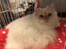 ミヌエット【・男の子・2020年12月1日・ホワイト&レッドポイント】