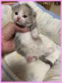 マンチカン(短足)【千葉県・女の子・2022年1月14日・ダイリュートキャリコ】の写真4