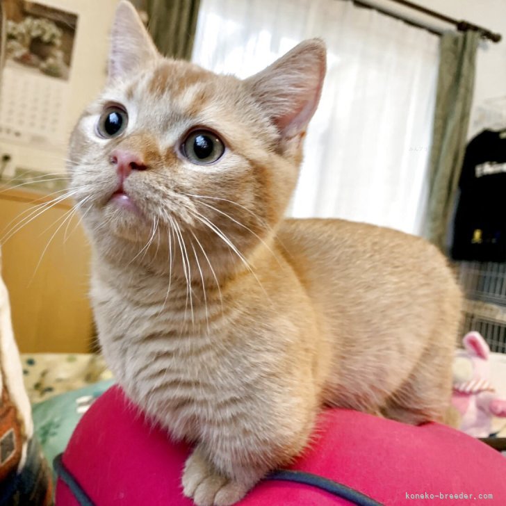 ブリーダー画像