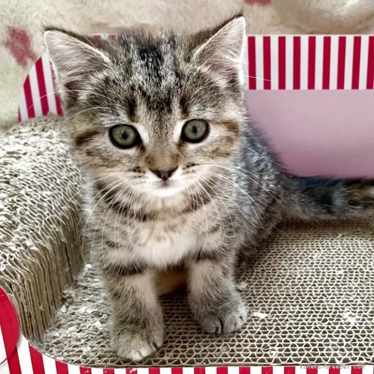 ID：2509-01240の子猫