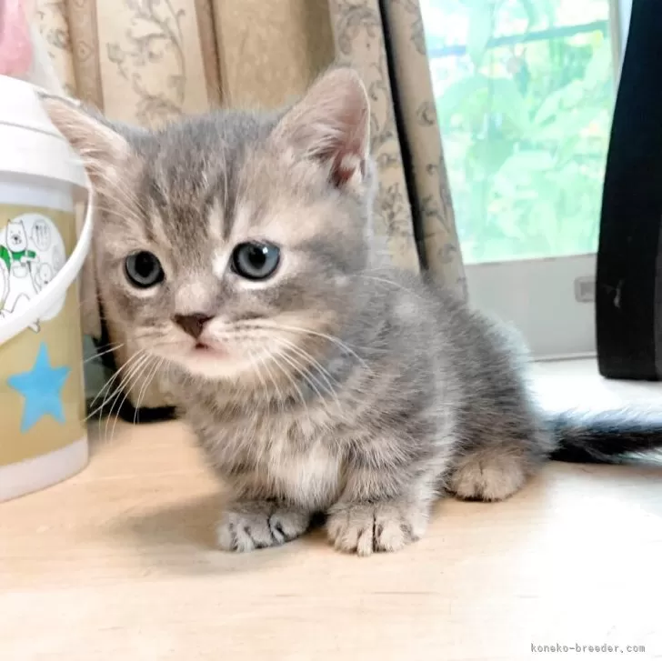 ID：2509-01247の子猫