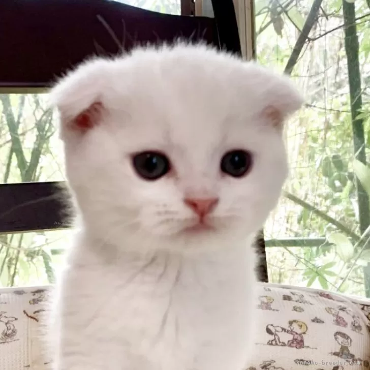 ID:2509-03160の子猫