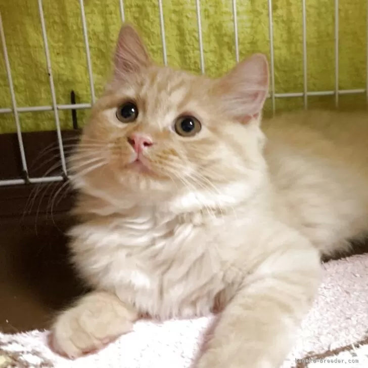 ミヌエット(長足)【千葉県・男の子・2025年7月18日・レッドタビー】の写真1