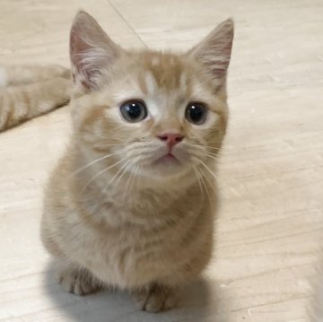 ミヌエット(短足)【千葉県・男の子・2025年7月18日・レッドタビー（短毛）】の写真「短足・レッドタビーの男の子」