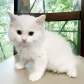 ミヌエット(長足)