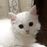 ミヌエット(長足)