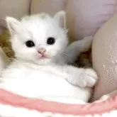 ミヌエット(長足)