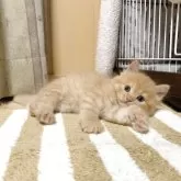 ミヌエット(長足)【千葉県・男の子・2025年7月18日・レッドタビー】の写真2