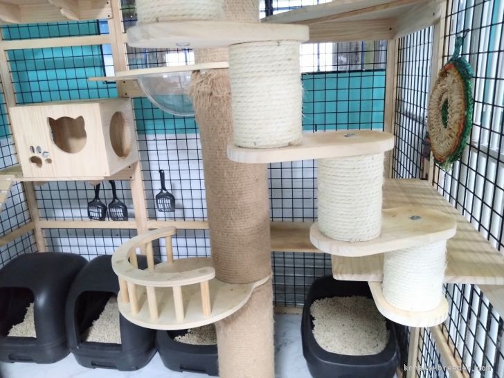 たくさんの遊び場があります！｜浅井　豊(あさい　ゆたか)ブリーダー(愛知県・ベンガル・ICC登録)の紹介写真5