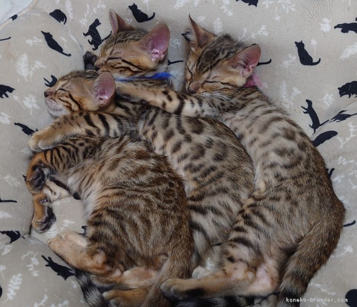 仲良し3姉妹(^^)｜浅井　豊(あさい　ゆたか)ブリーダー(愛知県・ベンガル・ICC登録)の紹介写真6