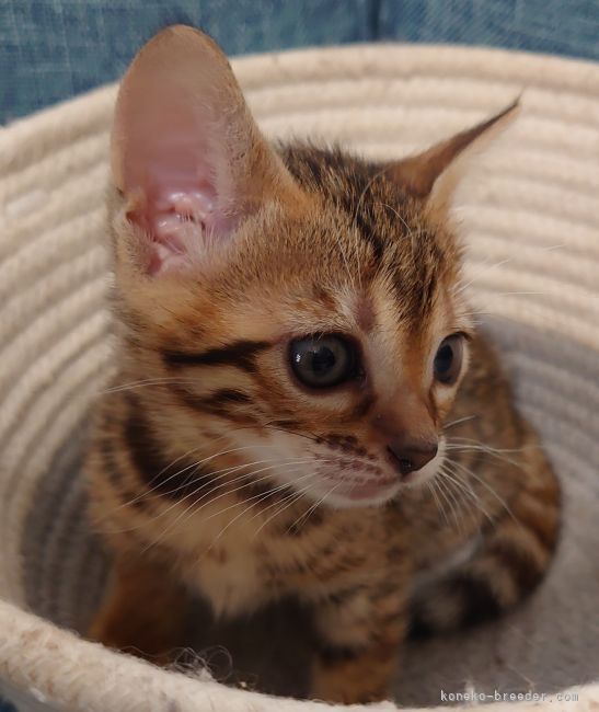 浅井　豊(あさい　ゆたか)ブリーダー(愛知県・ベンガル・ICC登録)の紹介写真7