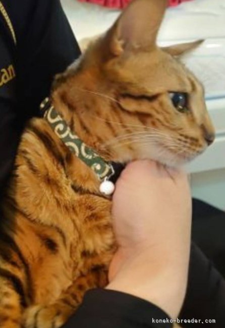 ベンガル【・女の子・2020年11月11日・ブラウンスポッテッドタビー】