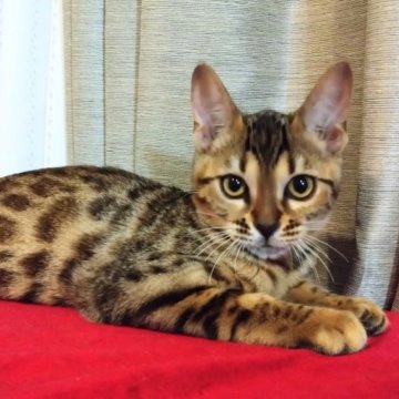 ベンガル【愛知県・女の子・2023年5月18日・ブラウンスポッテッドタビー】の写真「とっても人懐っこく甘えん坊の優しい子です♡♡」