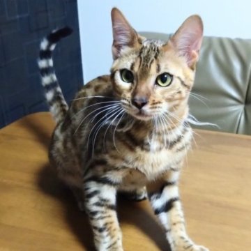 ベンガル【愛知県・男の子・2023年6月1日・ブラウンスポッテッドタビー】の写真「♥最終価格♥」