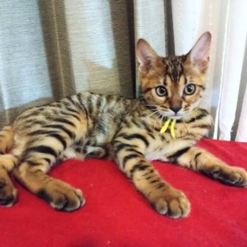 ベンガル【愛知県・男の子・2023年5月18日・ブラウンスポッテッドタビー】の写真「とっても好奇心旺盛でゴロンが大好きです！」