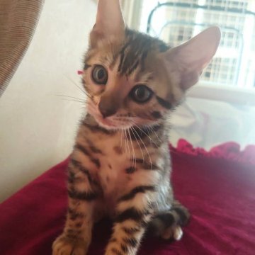 ベンガル【愛知県・男の子・2023年8月1日・ブラウンスポッテッドタビー】の写真「♥スペシャルプライス♥」