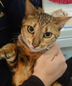 ベンガル【・女の子・2020年11月11日・ブラウンスポッテッドタビー】