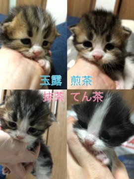 京都府のラガマフィンのブリーダー キャッテリーのブログ特集 3ページ目 みんなのペットライフ 京都府のラガマフィンのブリーダー キャッテリーのブログ特集 3ページ目 みんなのペットライフ