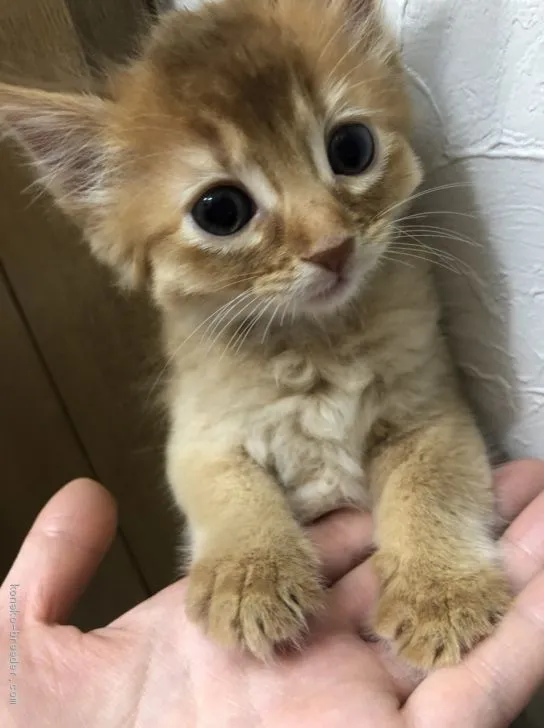 ID：2101-01723の子猫