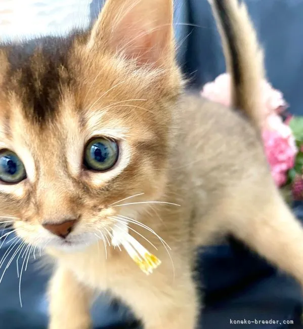 ID:2205-00591の子猫