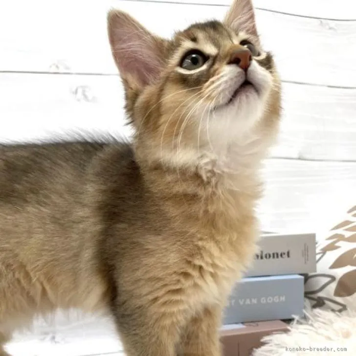 ID：2210-01107の子猫