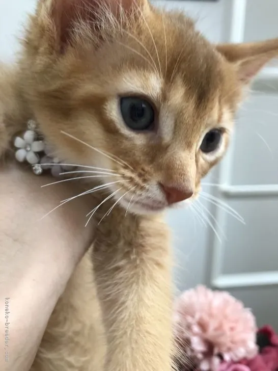 ID：2107-01937の子猫