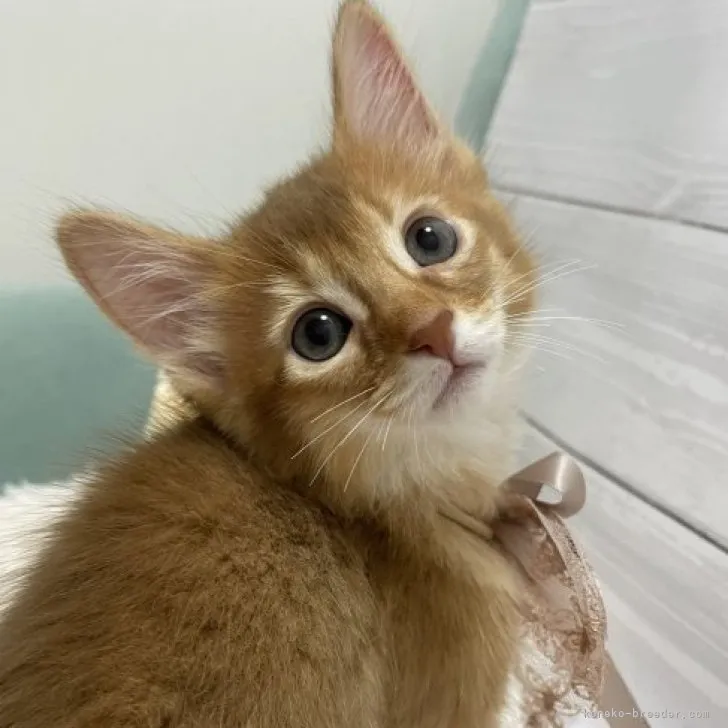 ID:2309-02725の子猫
