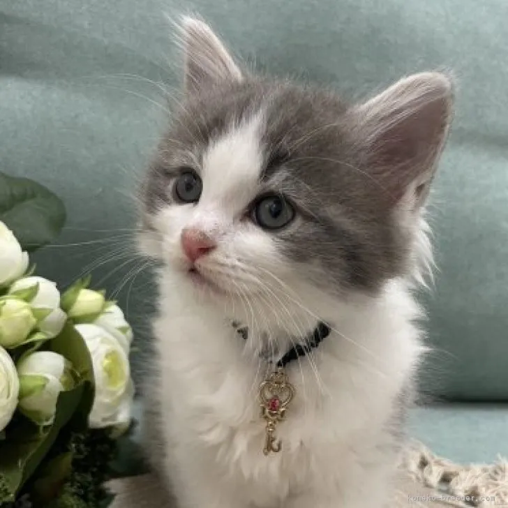 ID：2305-01847の子猫