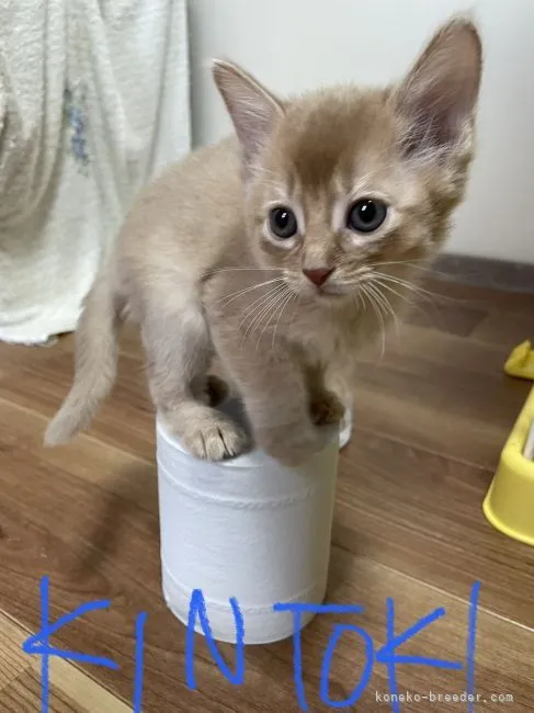 ID:2111-01733の子猫