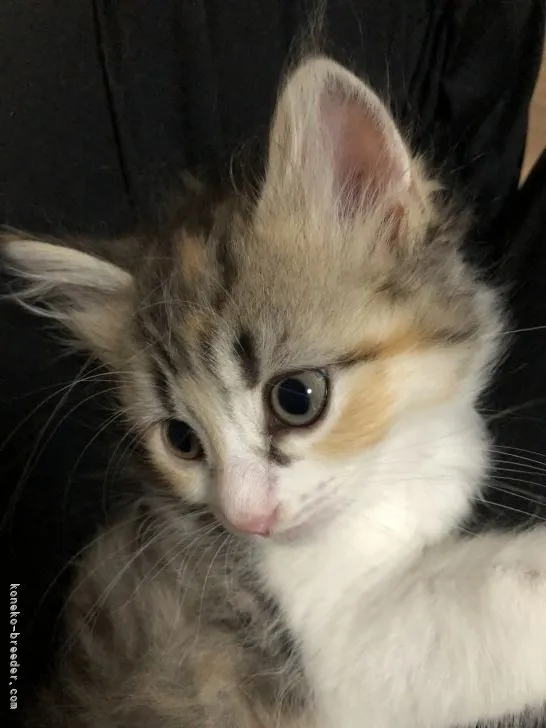 ID:2106-01611の子猫