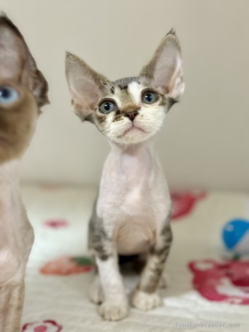 デボンレックス【・女の子・2025年8月20日・ブラックタビー&amp;ホワイト】