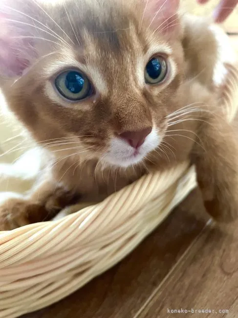 ID：2204-02580の子猫