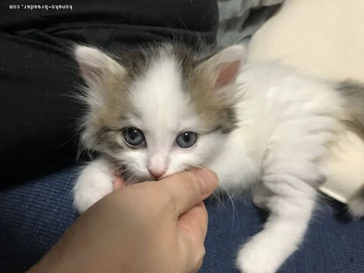 ID:2106-01616の子猫