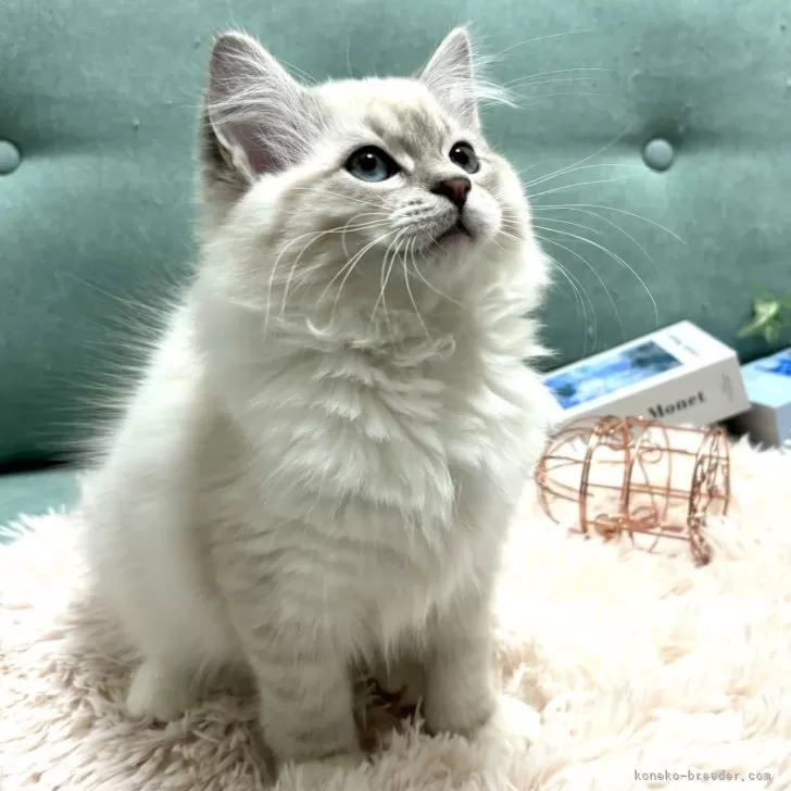 ID：2401-00412の子猫